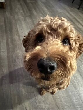 Meet your Posher, Lilly